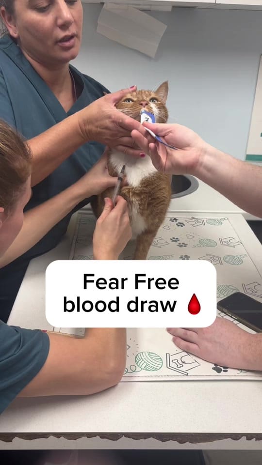 Post 8 by Great Western Animal Hospital on TikTok (video)