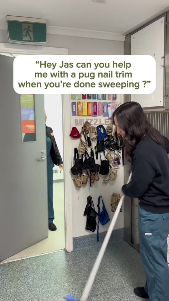 Post 4 by Great Western Animal Hospital on TikTok (video)