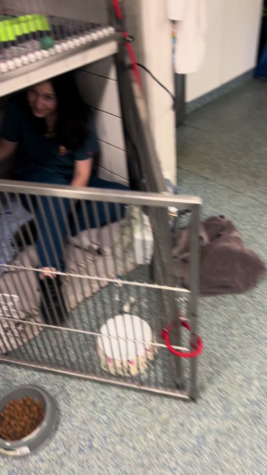 Post 10 by Great Western Animal Hospital on TikTok (video)
