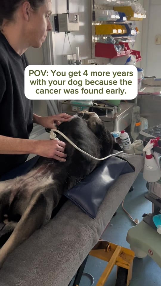 Post 3 by Great Western Animal Hospital on TikTok (video)
