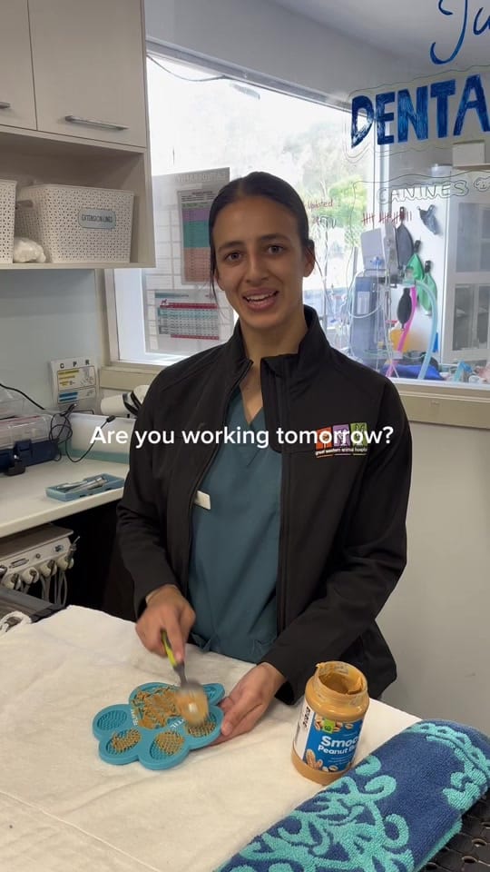 Post 2 by Great Western Animal Hospital on TikTok (video)