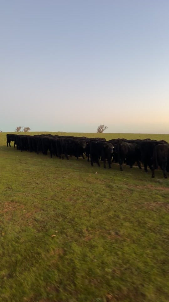 Post 5 by Ben Hart on TikTok (video)