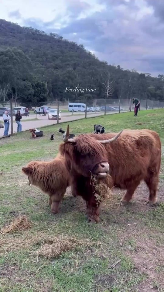 Post 10 by Glenworth Valley Adventures on TikTok (video)