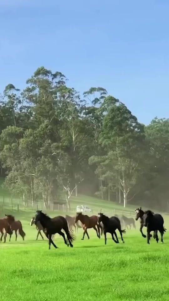 Post 9 by Glenworth Valley Adventures on TikTok (video)