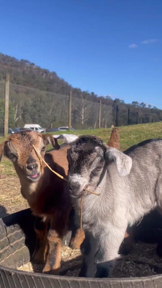 Post 7 by Glenworth Valley Adventures on TikTok (video)