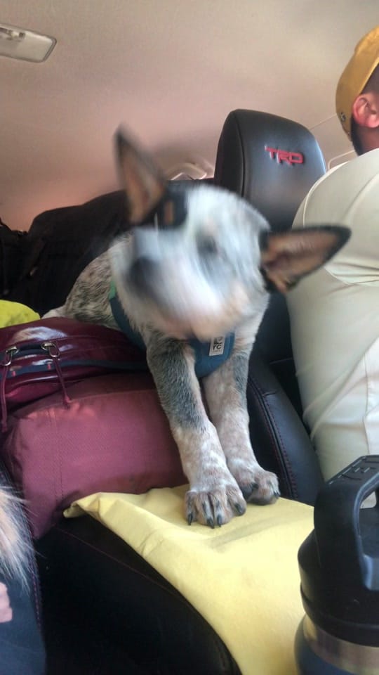 Post 10 by Apollo the ACD on TikTok (video)