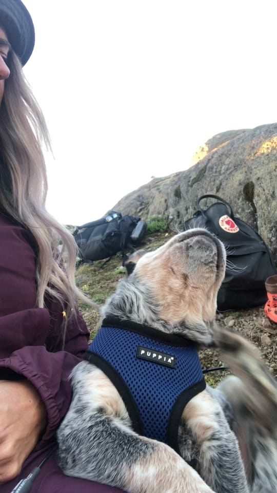 Post 8 by Apollo the ACD on TikTok (video)