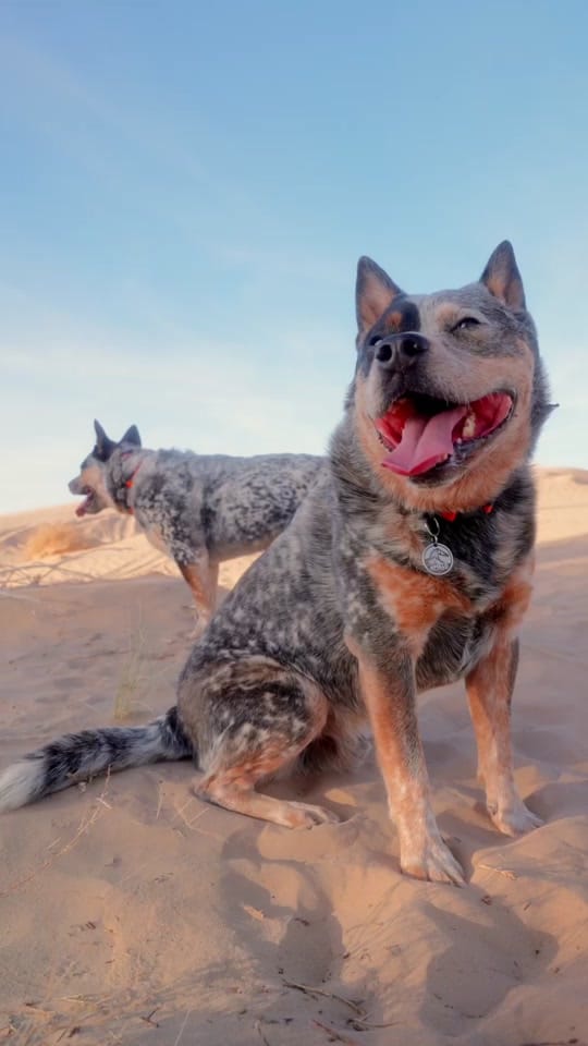 Post 4 by Apollo the ACD on TikTok (video)