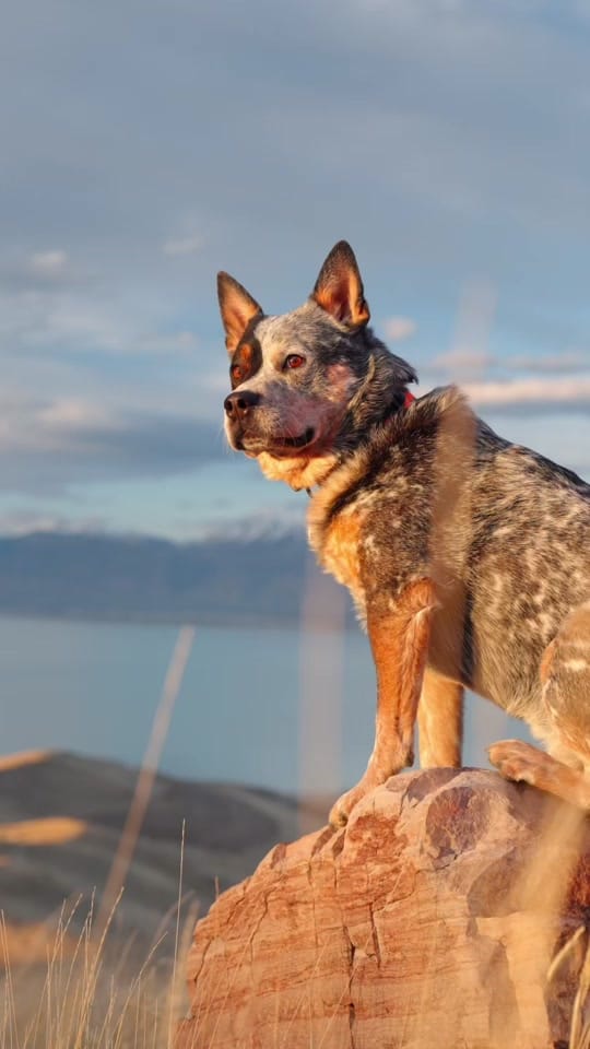Post 7 by Apollo the ACD on TikTok (video)