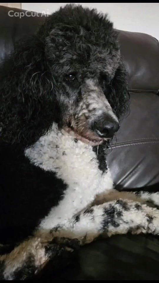 Post 3 by Lachie.SJT on TikTok (video)