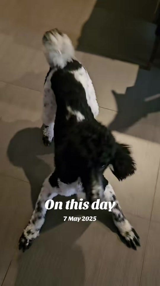 Post 5 by Lachie.SJT on TikTok (video)
