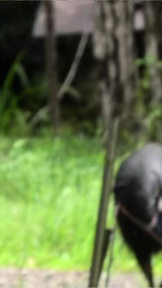 Post 9 by Jesse’s Wildlife on TikTok (video)