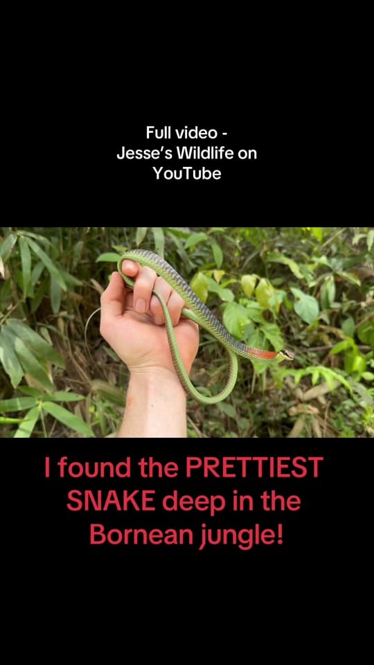 Post 1 by Jesse’s Wildlife on TikTok (video)