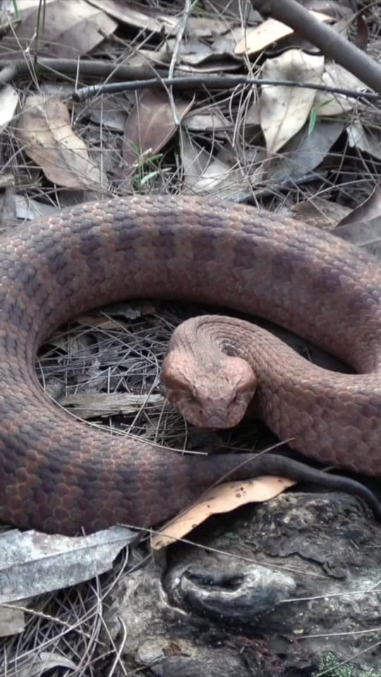Post 2 by Jesse’s Wildlife on TikTok (video)