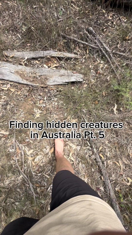 Post 7 by Jesse’s Wildlife on TikTok (video)