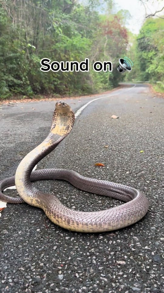 Post 6 by Jesse’s Wildlife on TikTok (video)