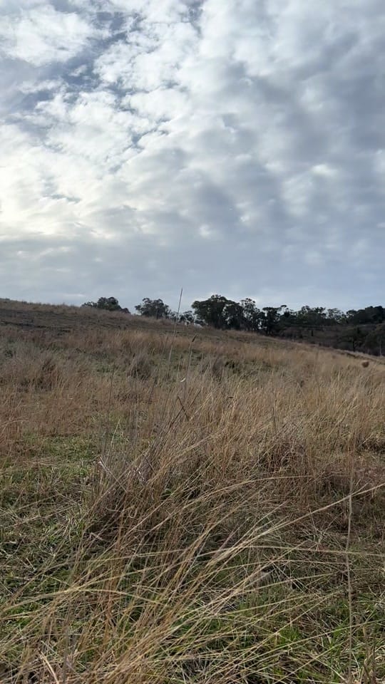 Post 3 by Jesse’s Wildlife on TikTok (video)