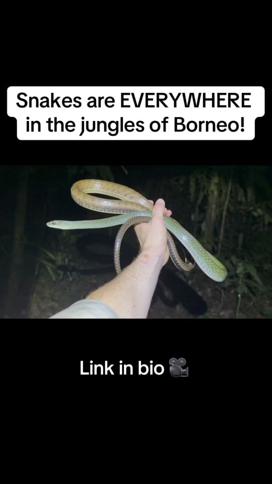 Post 4 by Jesse’s Wildlife on TikTok (video)