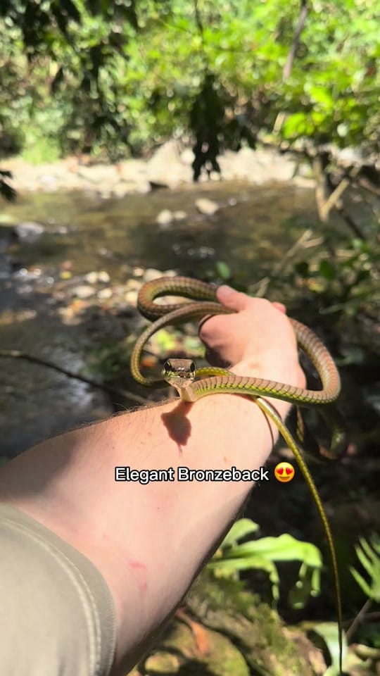 Post 5 by Jesse’s Wildlife on TikTok (video)