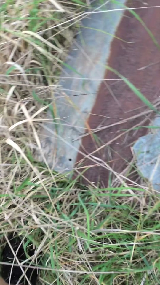 Post 10 by Jesse’s Wildlife on TikTok (video)