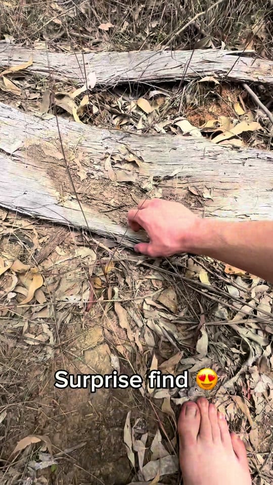 Post 8 by Jesse’s Wildlife on TikTok (video)