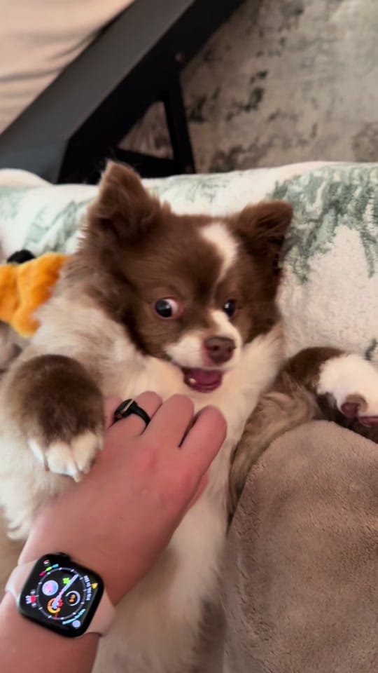 Post 5 by Sherlockwatsontoyaussie on TikTok (video)