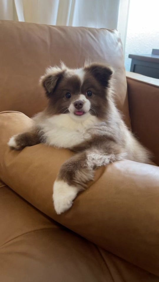 Post 10 by Sherlockwatsontoyaussie on TikTok (video)