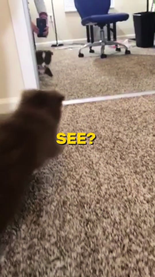 Post 7 by Sherlockwatsontoyaussie on TikTok (video)