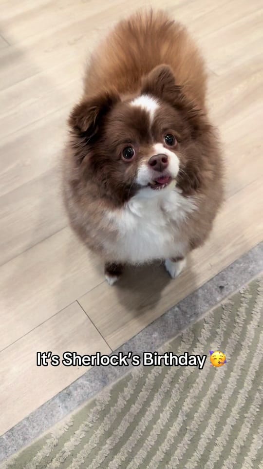Post 4 by Sherlockwatsontoyaussie on TikTok (video)