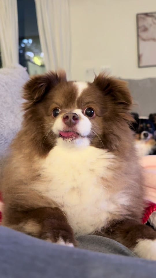 Post 2 by Sherlockwatsontoyaussie on TikTok (video)