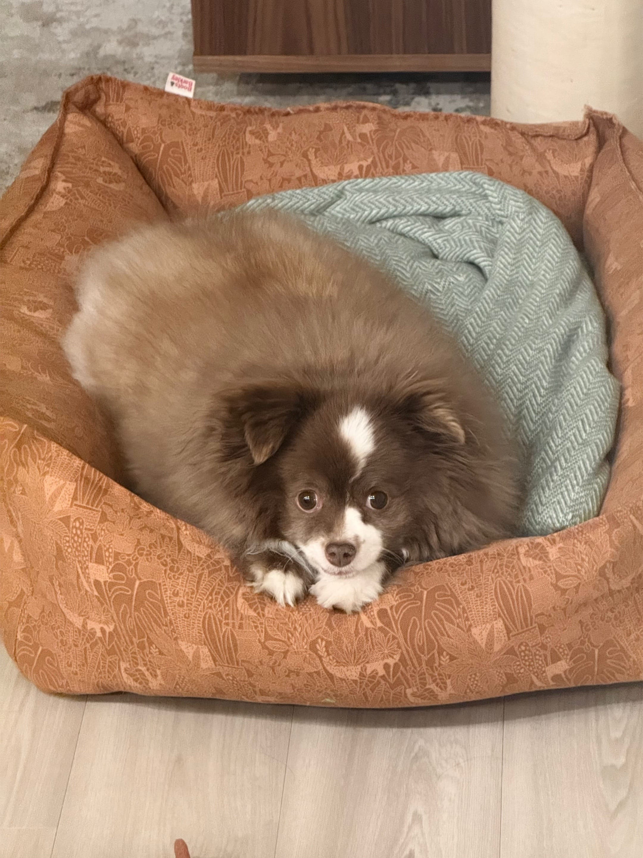 Post 8 by Sherlockwatsontoyaussie on TikTok (video)