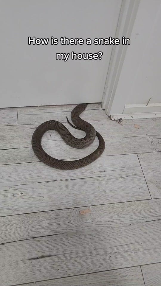 Post 9 by The Snake Hunter on TikTok (video)