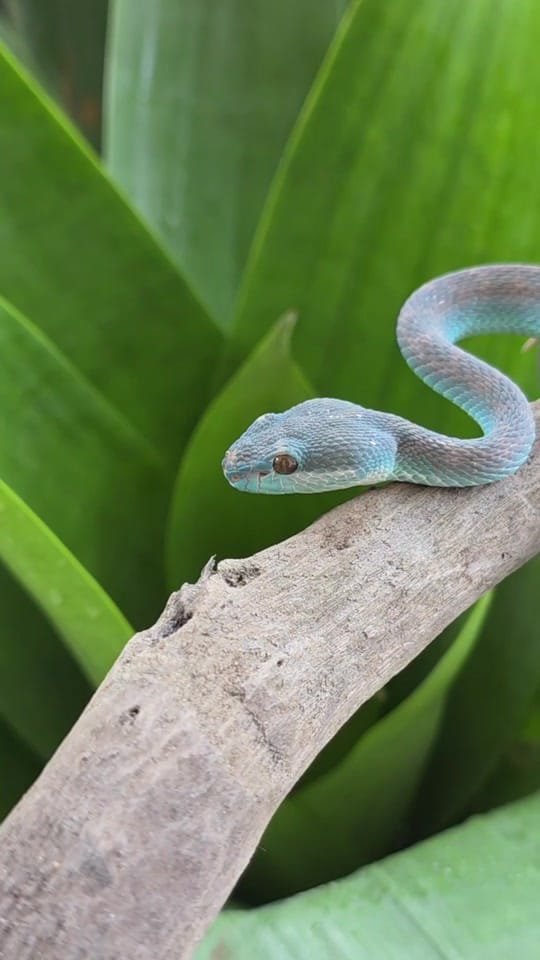 Post 1 by The Snake Hunter on TikTok (video)