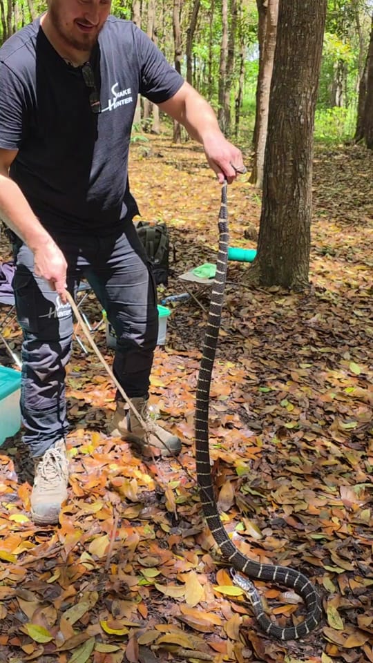 Post 5 by The Snake Hunter on TikTok (video)