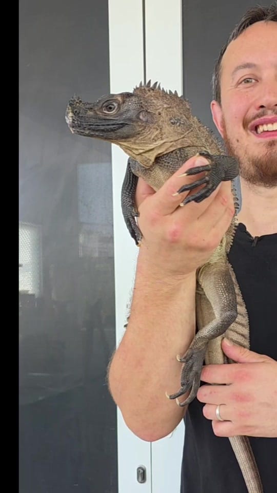 Post 3 by The Snake Hunter on TikTok (video)