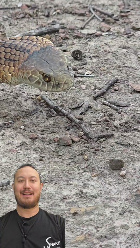 Post 6 by The Snake Hunter on TikTok (video)