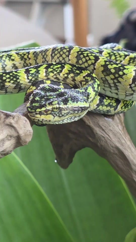 Post 2 by The Snake Hunter on TikTok (video)