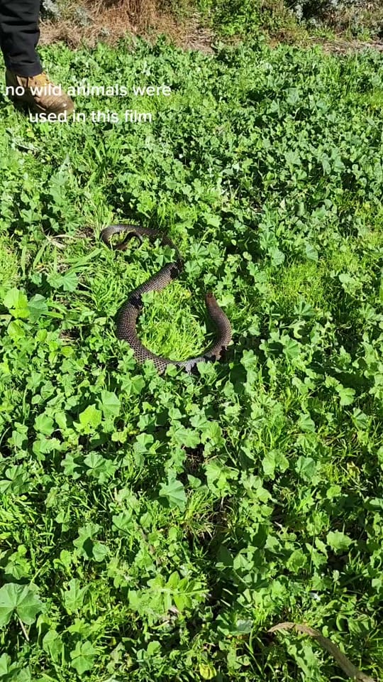 Post 10 by The Snake Hunter on TikTok (video)