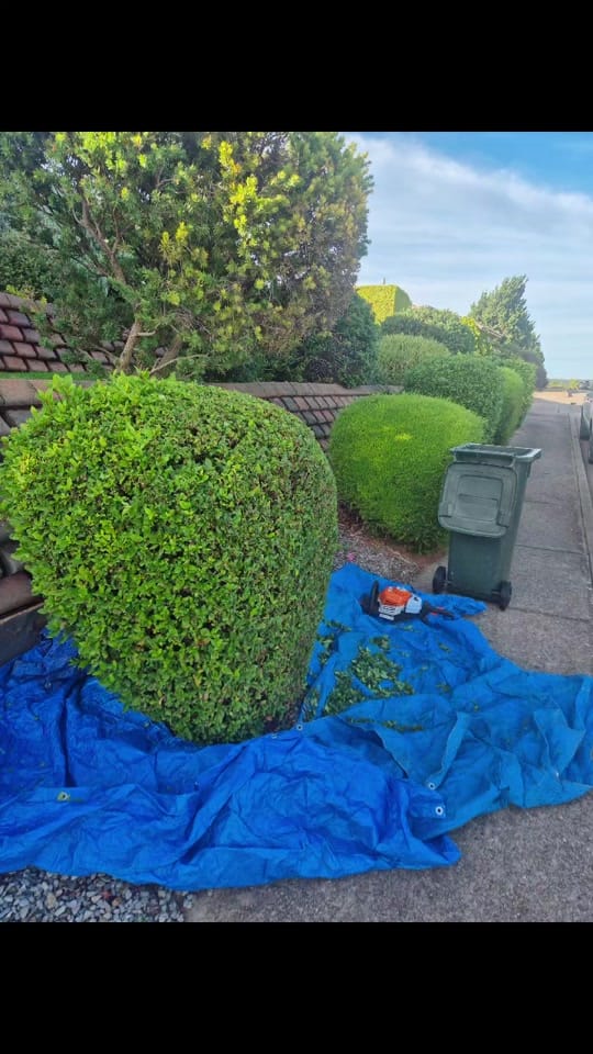 Post 1 by Jarron Harris - Topiary Artist on TikTok (video)
