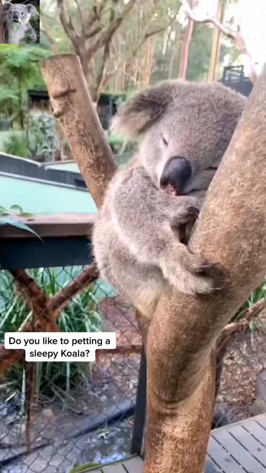Post 4 by Echo on TikTok (video)