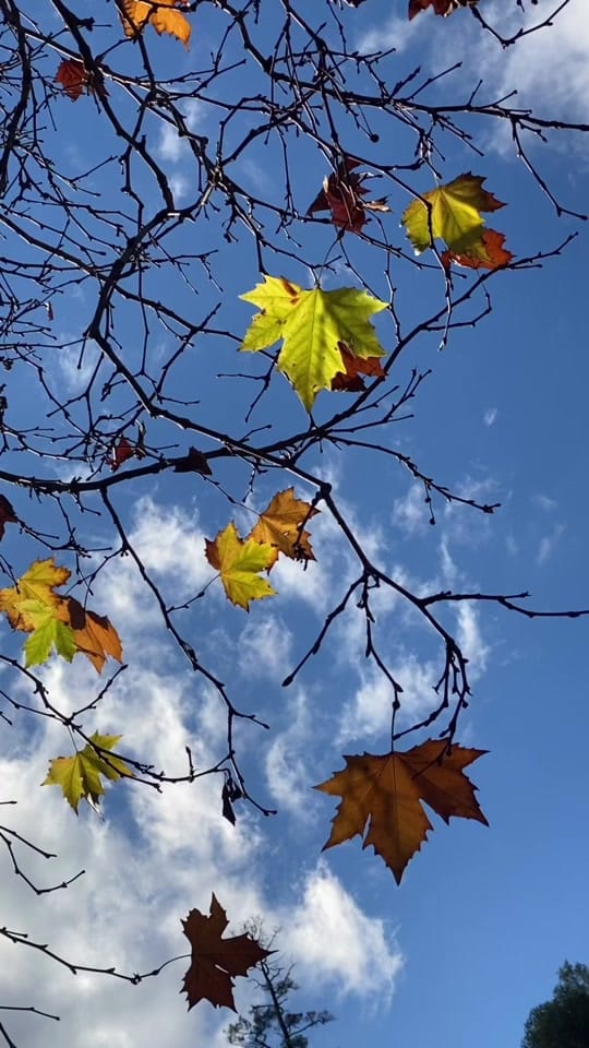 Post 3 by Swapna Namboodiri on TikTok (video)
