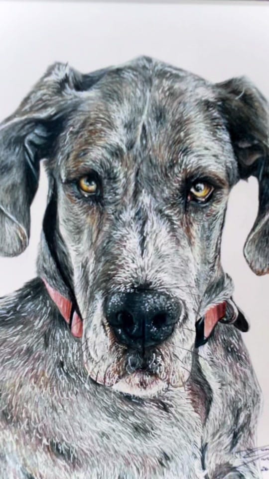 Post 3 by Pen and Paw on TikTok (video)