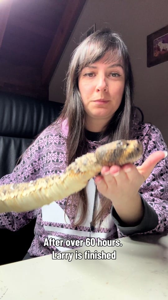 Post 1 by Creatures of Nat on TikTok (video)