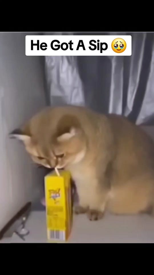 Post 9 by Nouveau Baker on TikTok (video)