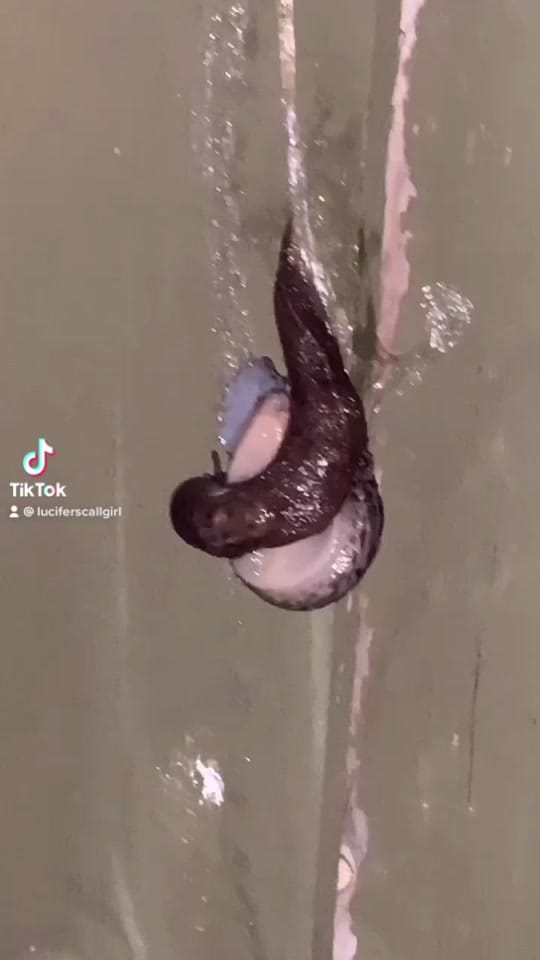 Post 10 by Jasmine on TikTok (video)
