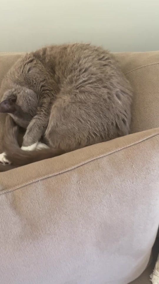 Post 5 by Lanstan on TikTok (video)