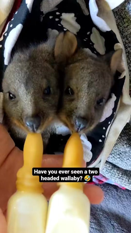 Post 4 by Janelle Olivia - TasWild on TikTok (video)