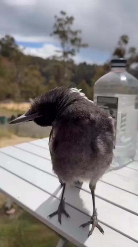 Post 7 by Janelle Olivia - TasWild on TikTok (video)