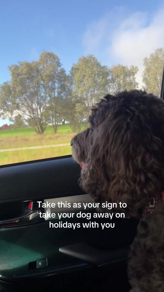 Post 3 by liz on TikTok (video)