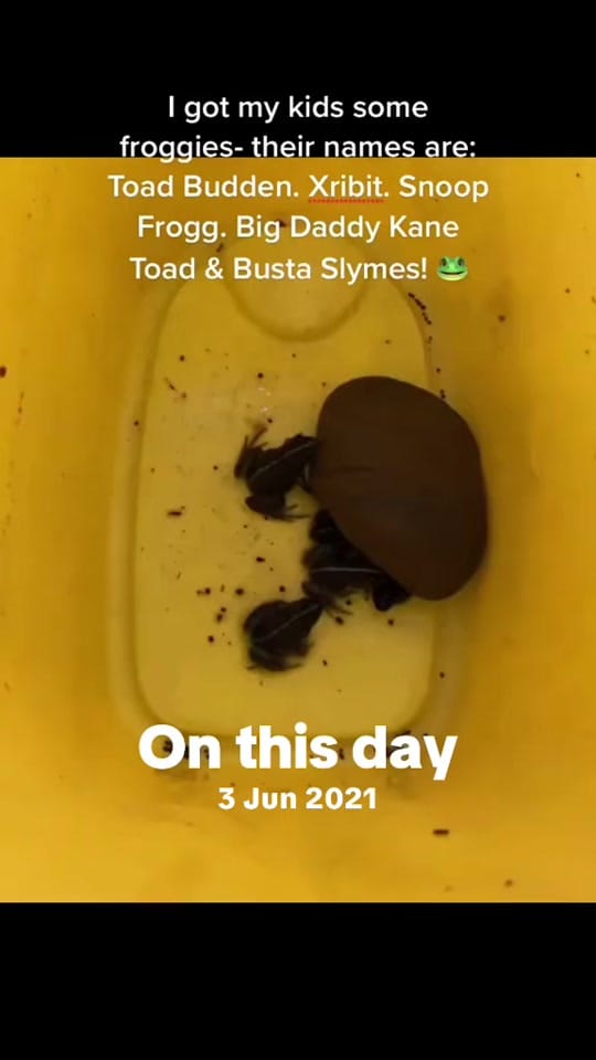 Post 3 by Brushmeharder on TikTok (video)